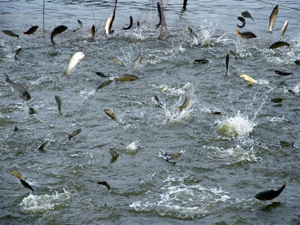 大型水产养殖需要什么机械设备？