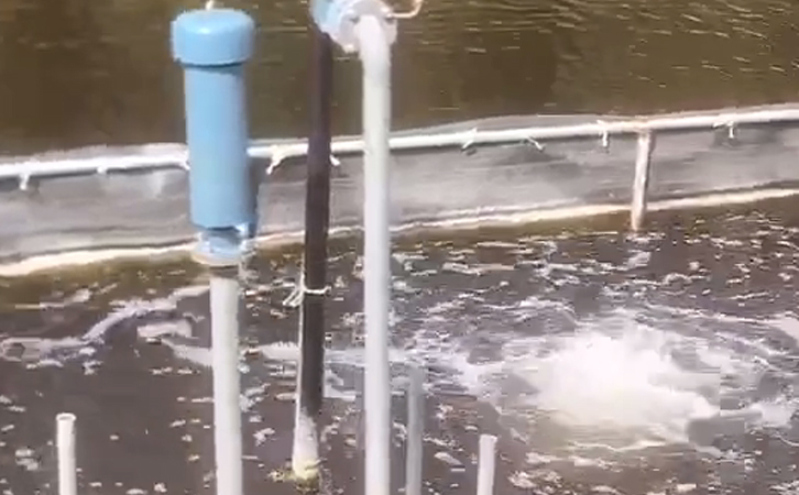 沉水式罗茨草莓视频黄版APP下载